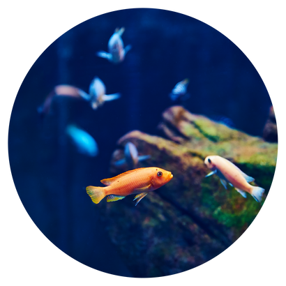 Fish & Livestock